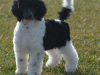 Candy-9-wks-outside