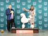Poodle-Std-165-Fri2-RBIS-Judge-Larry-Hansen_MJ_3354_ColumbiaMo2023_HR3