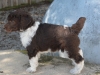 Brown-collar-boy