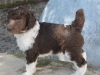 brown-collar-boy-4-weeks