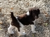 lav-f