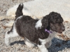 lavender-female-4-wk