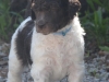 light-blue-collar-boy-4-wks