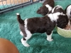 puppies-eating