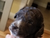 puppy-head