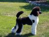 Machete11-mo